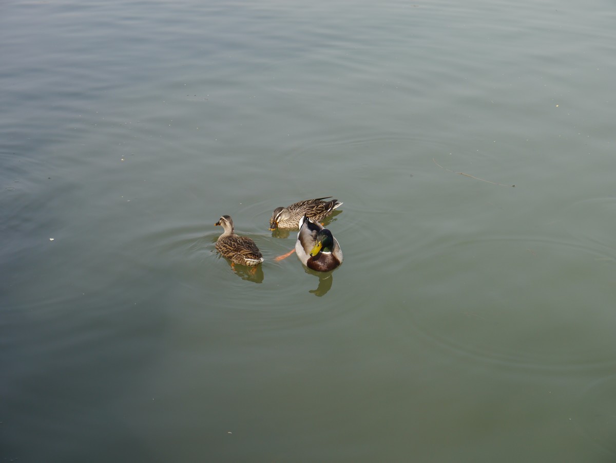 春江水暖鸭先知--摄于扬州瘦西湖