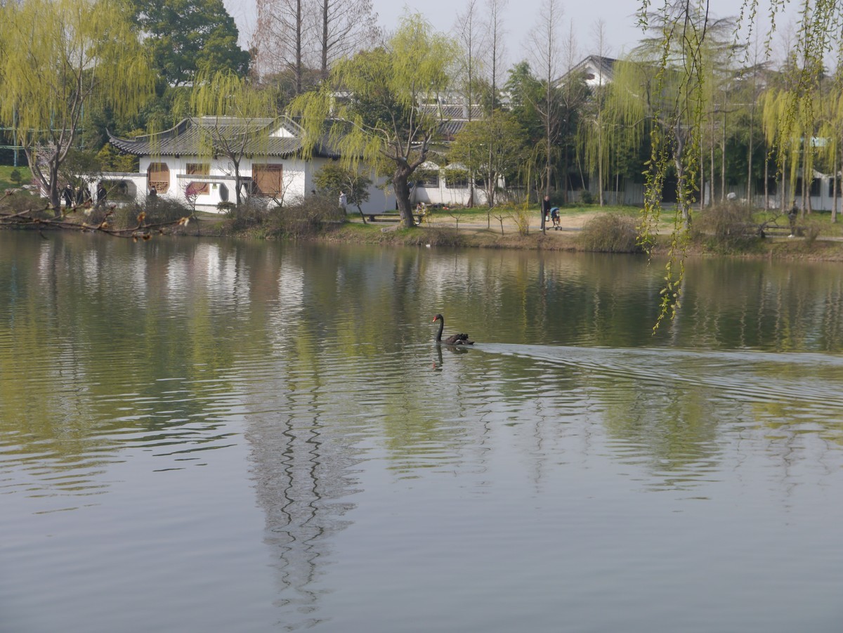 春江水暖鸭先知--摄于扬州瘦西湖