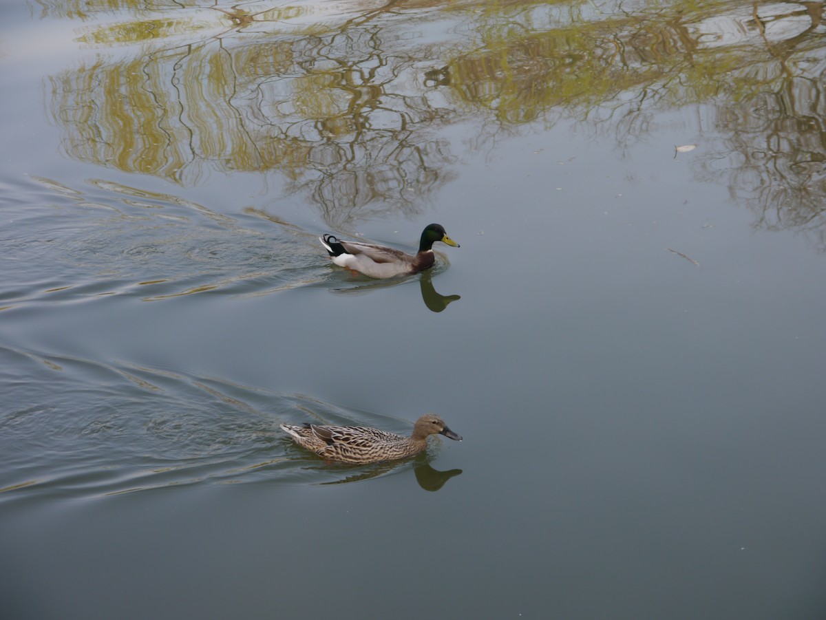 春江水暖鸭先知--摄于扬州瘦西湖