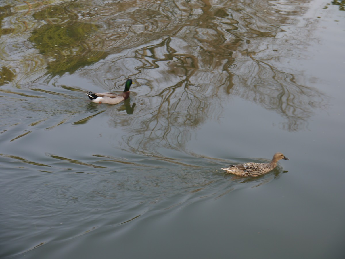 春江水暖鸭先知--摄于扬州瘦西湖