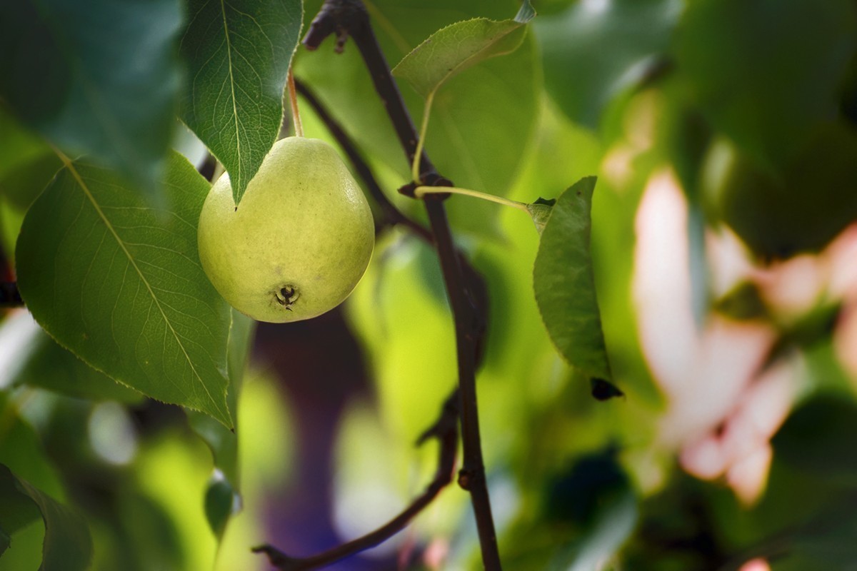 康宁宫的那棵梨树