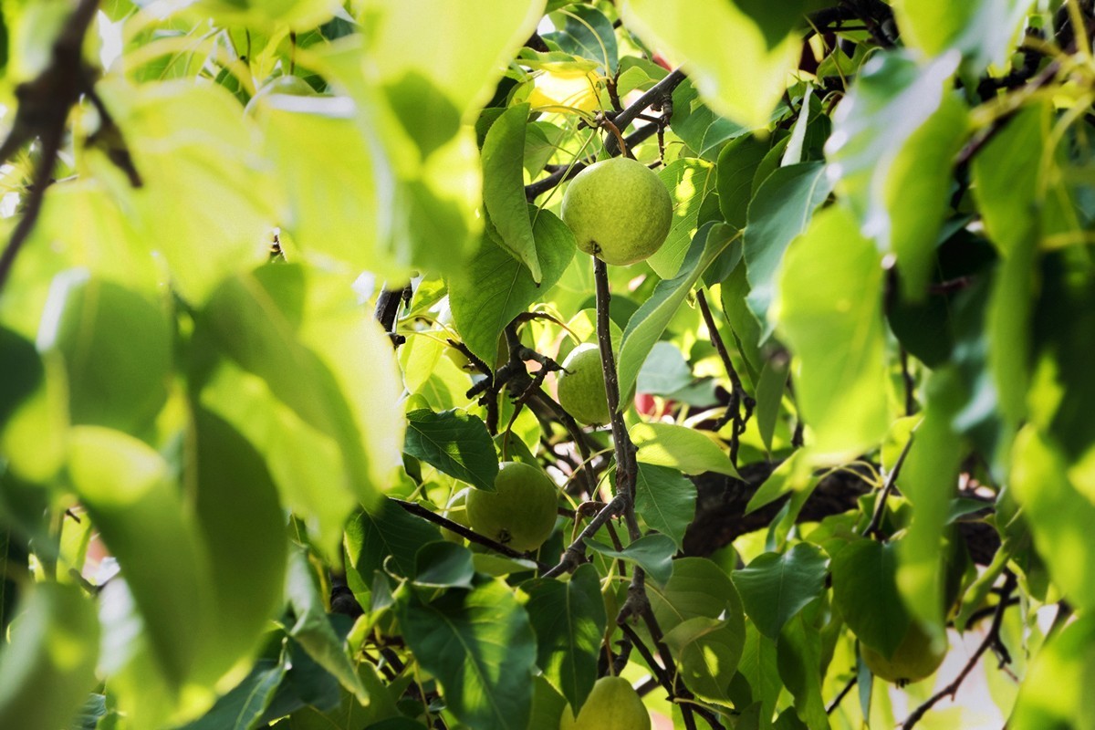 康宁宫的那棵梨树