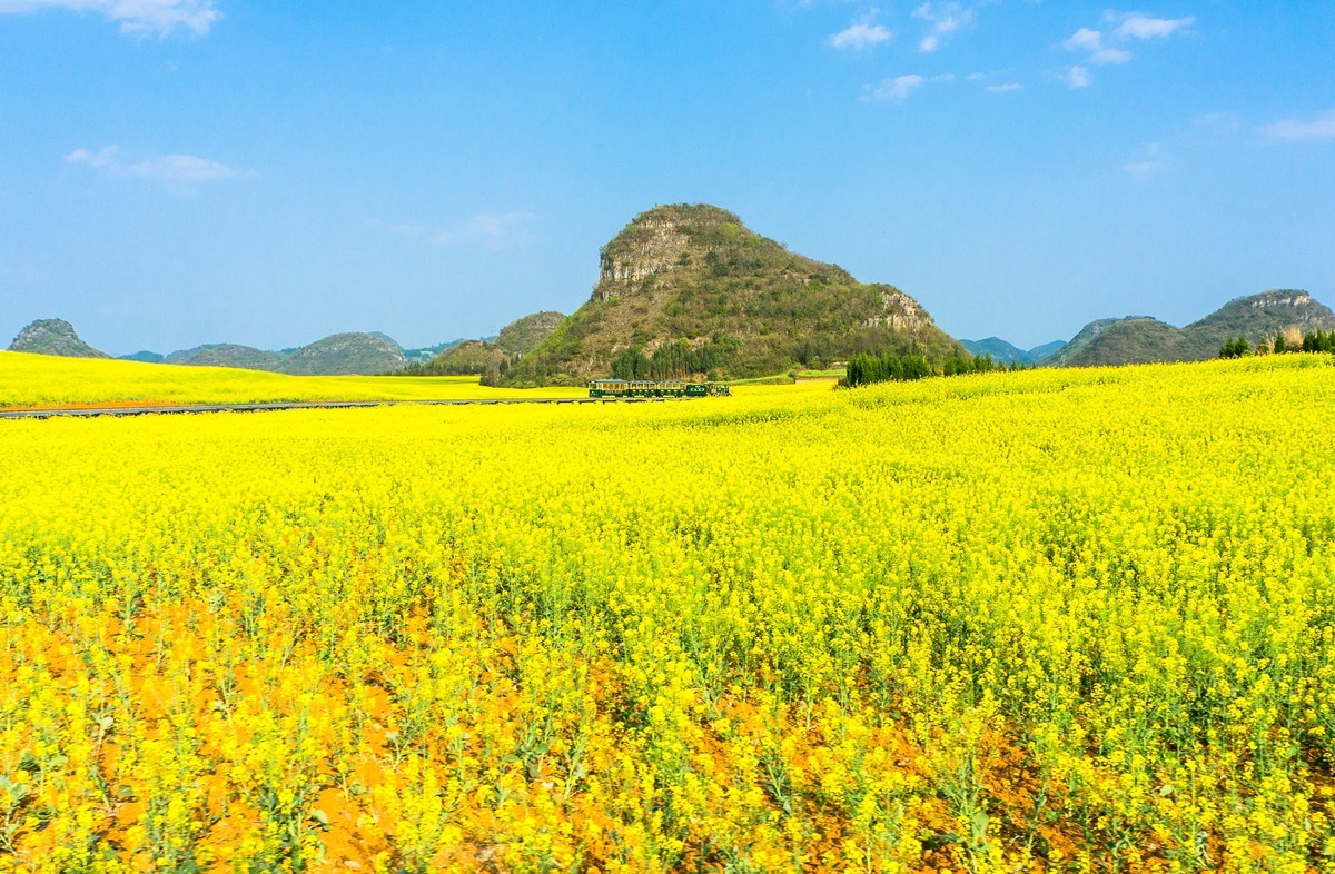 午后油菜花海（二）