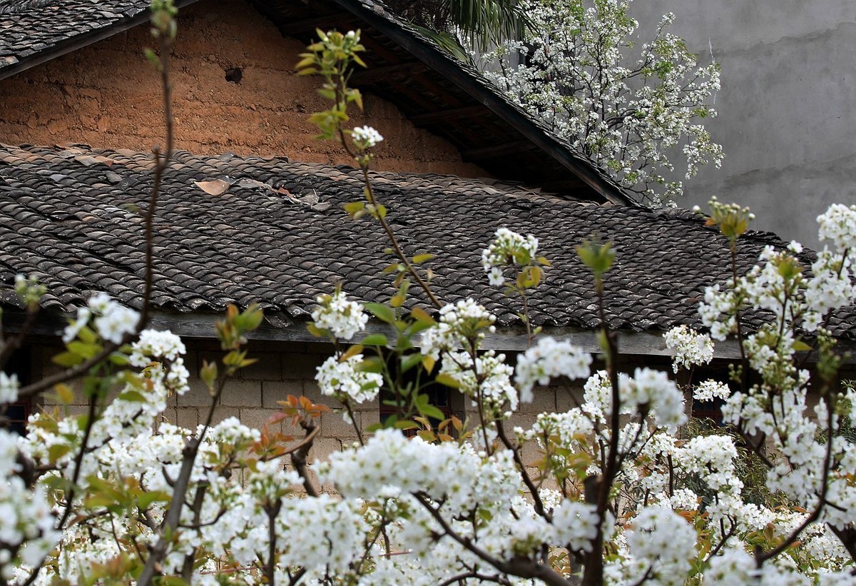 米易梨花【四】