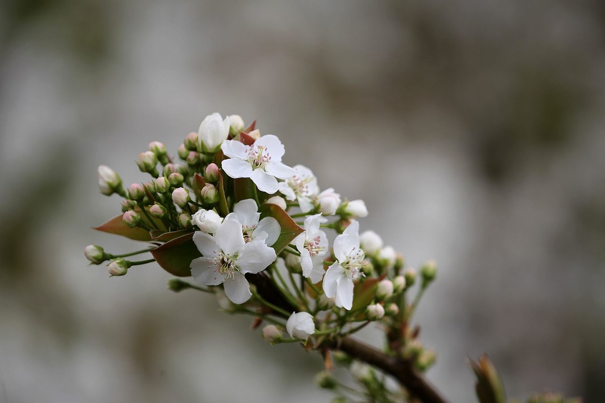 米易梨花【四】