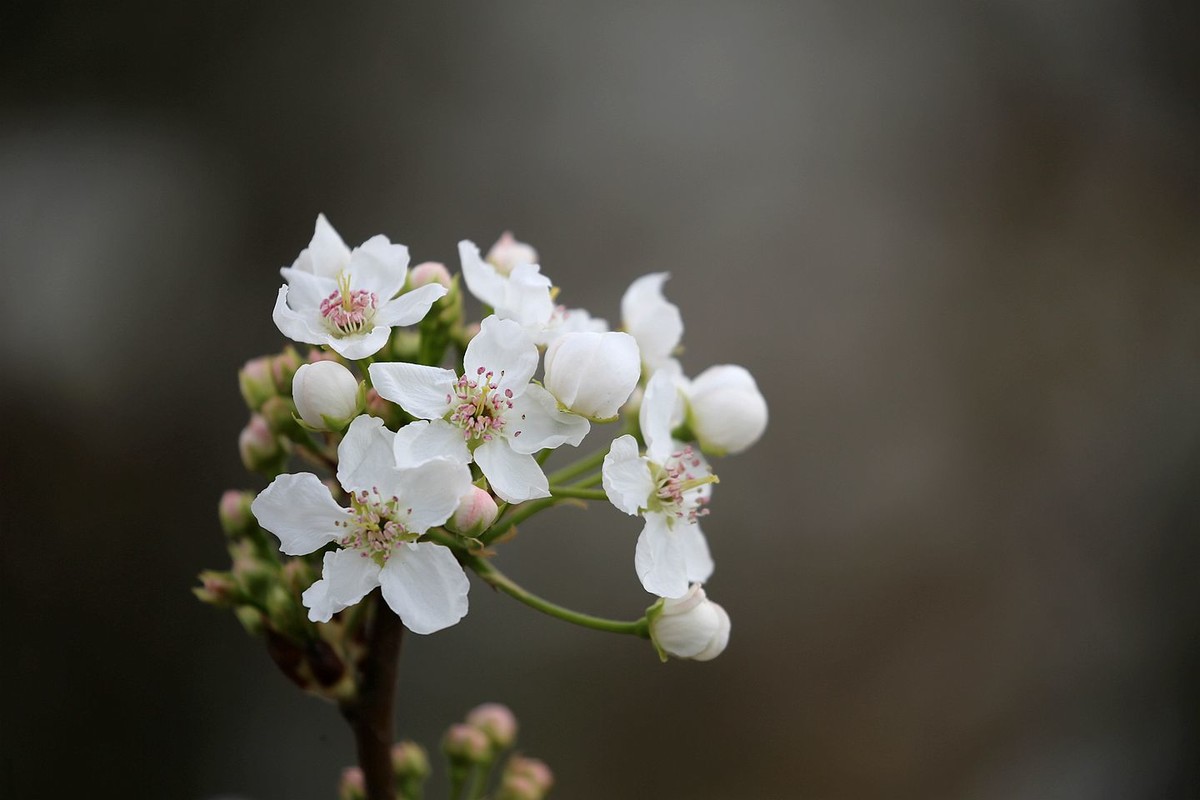米易梨花【四】
