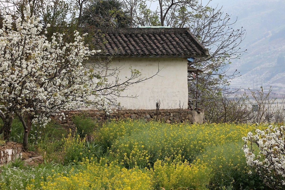 米易梨花【四】
