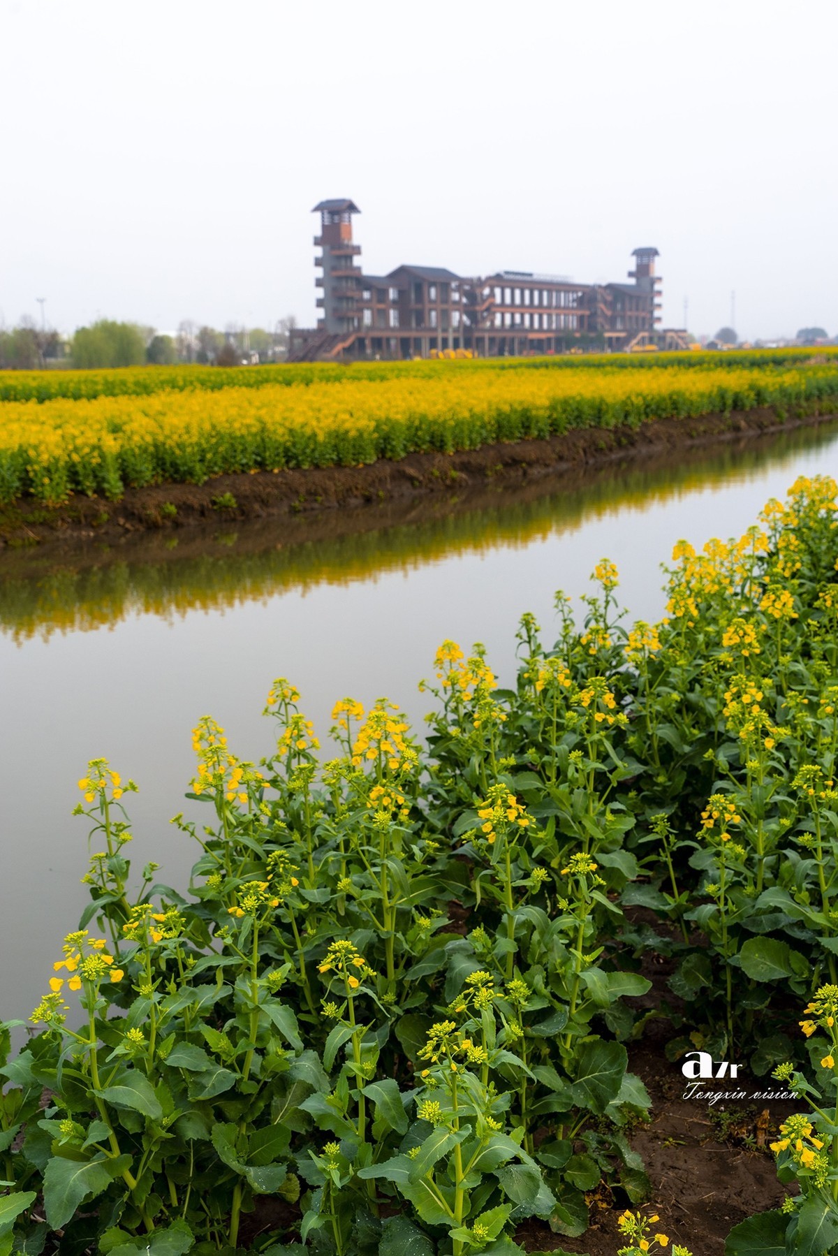 三月下江南——兴化千垛花海（8）