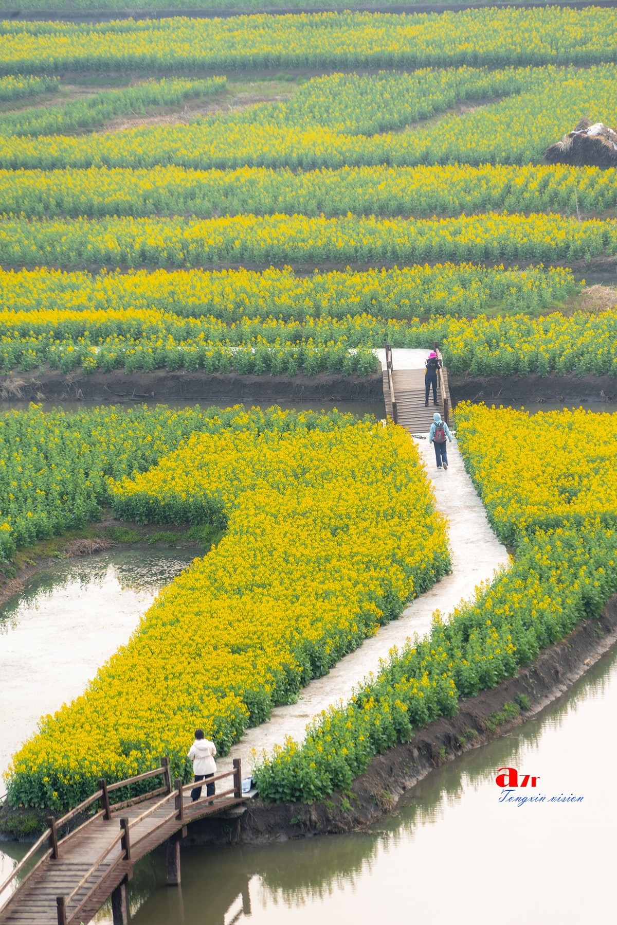 三月下江南——兴化千垛花海（8）