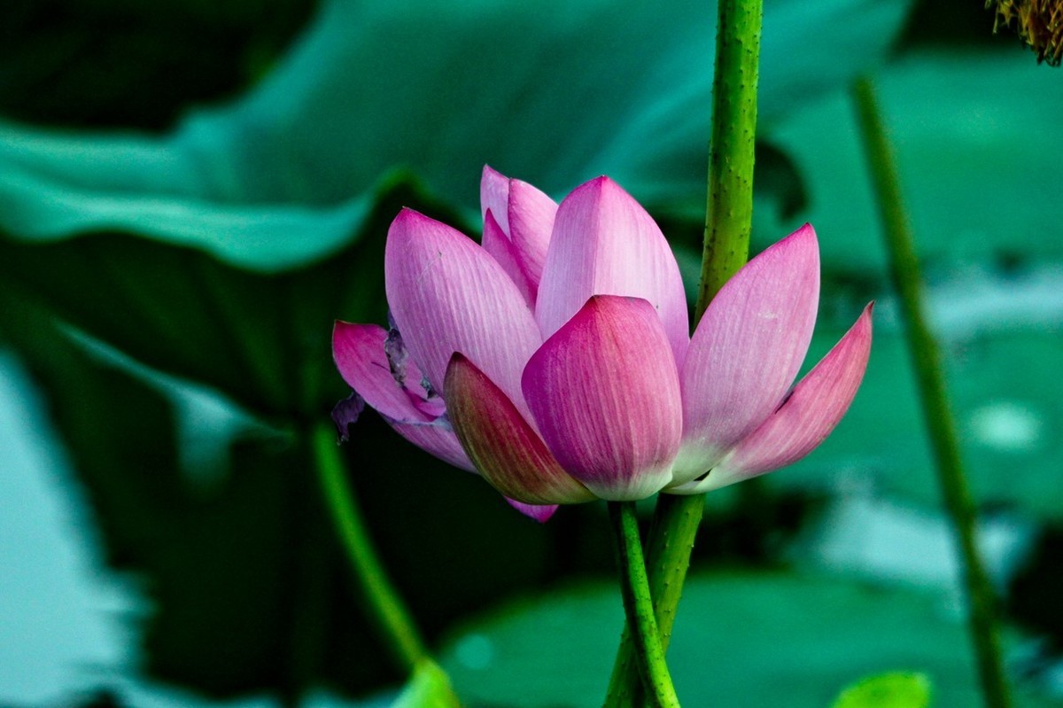 明湖秋荷（三）