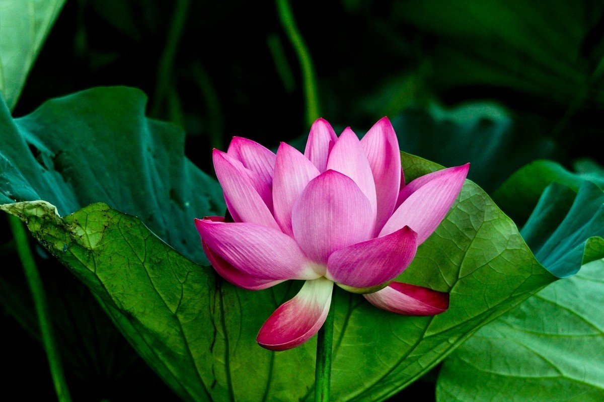 明湖秋荷（三）