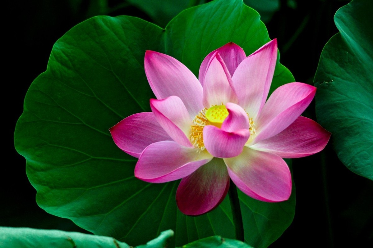 明湖秋荷（三）