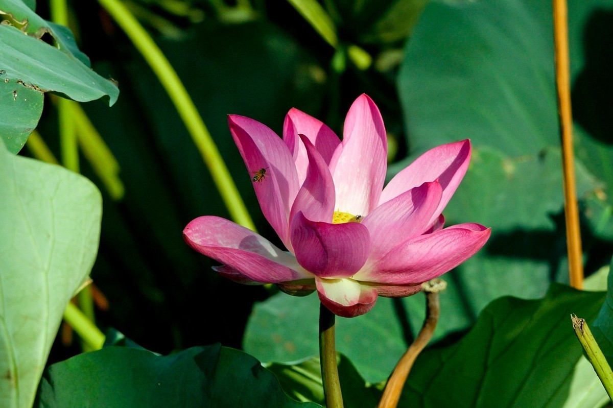 明湖秋荷（三）