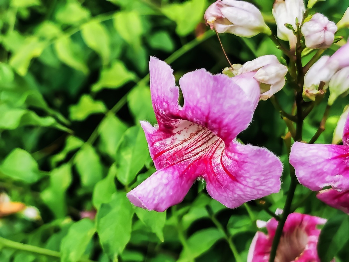 凌霄花