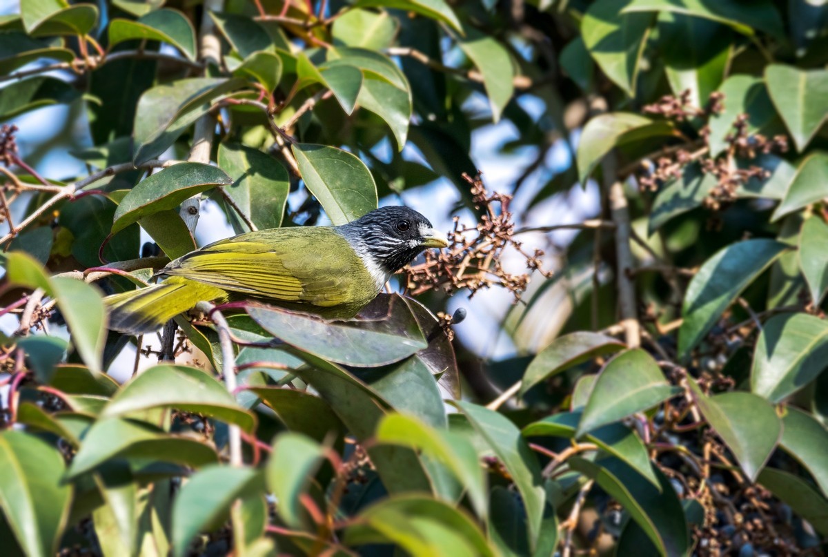 领雀嘴鹎（五）