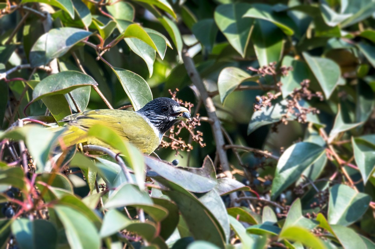 领雀嘴鹎（五）