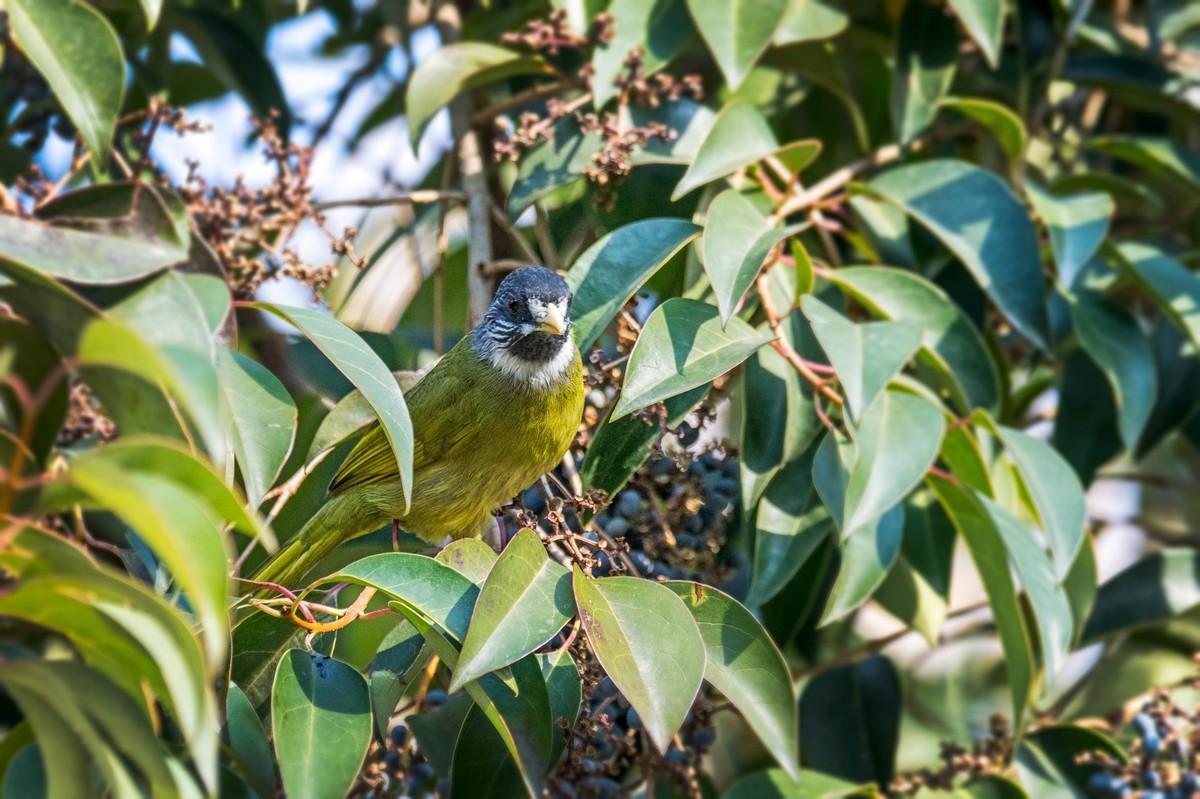 领雀嘴鹎（五）