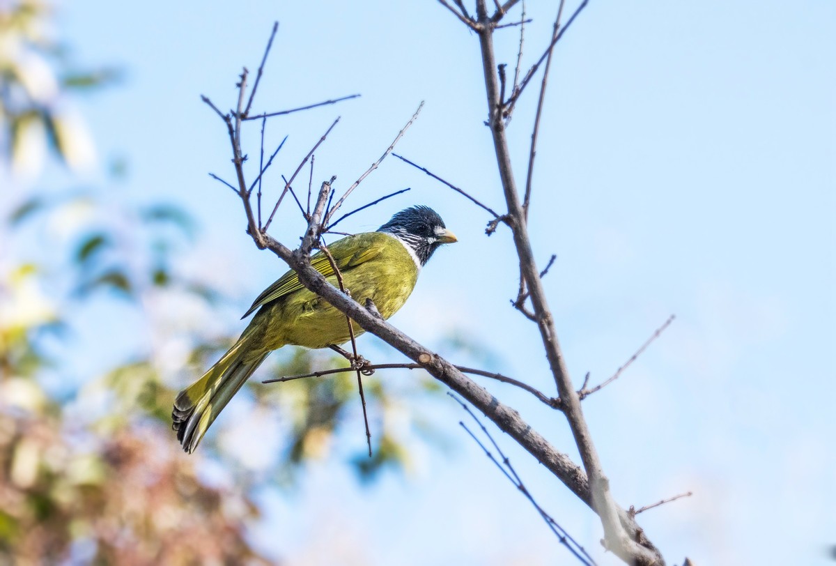 领雀嘴鹎（五）