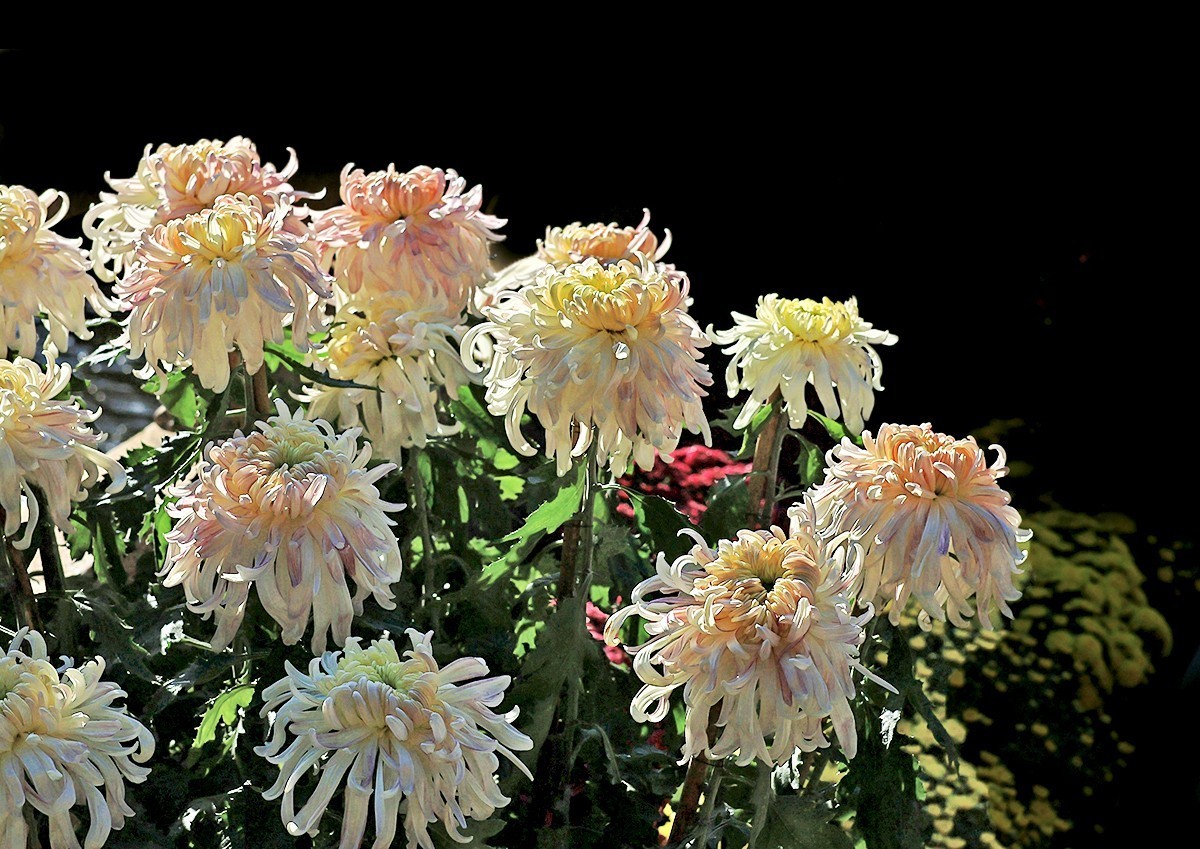 浩气存黄花，同心筑伟梦！