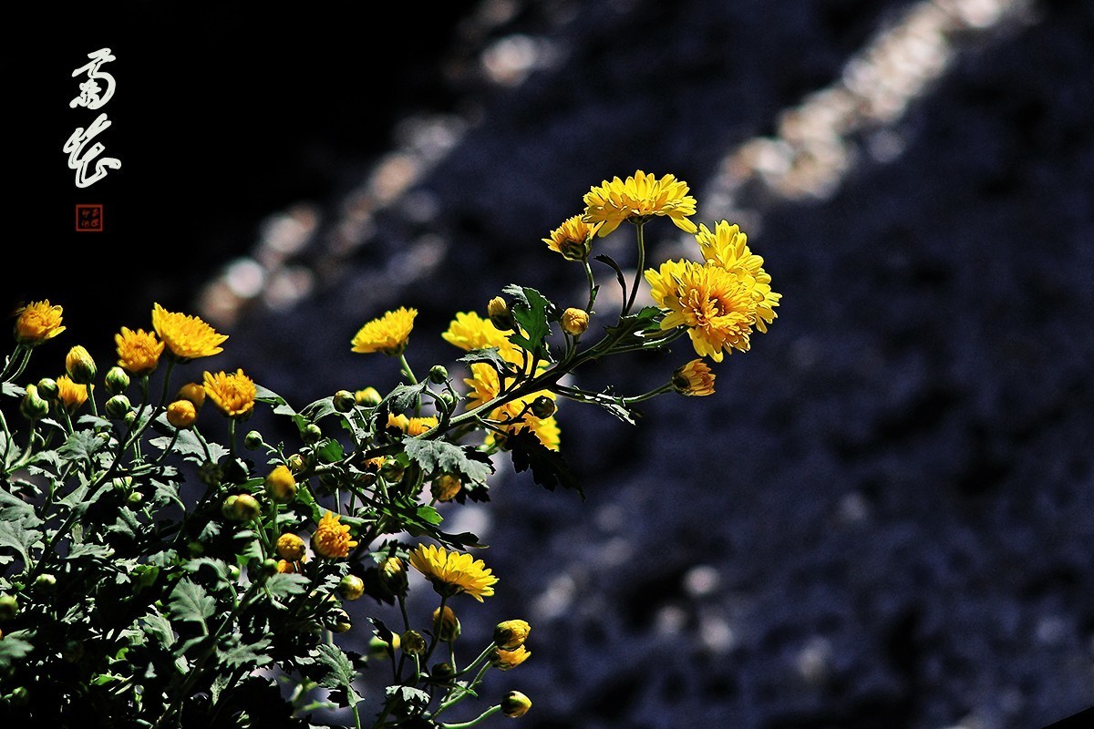 浩气存黄花，同心筑伟梦！