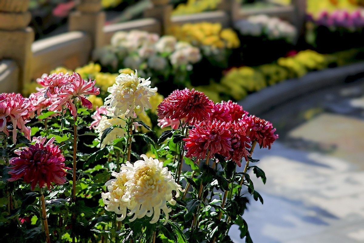 浩气存黄花，同心筑伟梦！