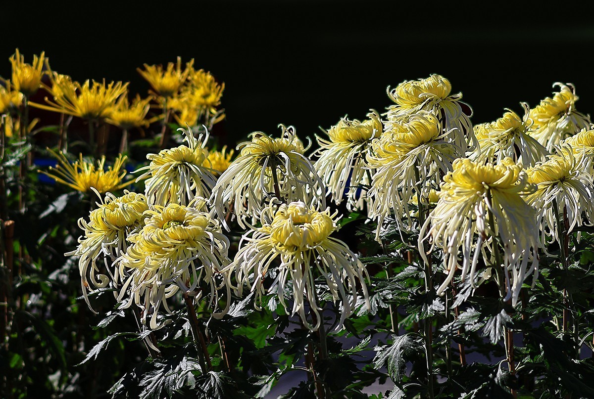 浩气存黄花，同心筑伟梦！