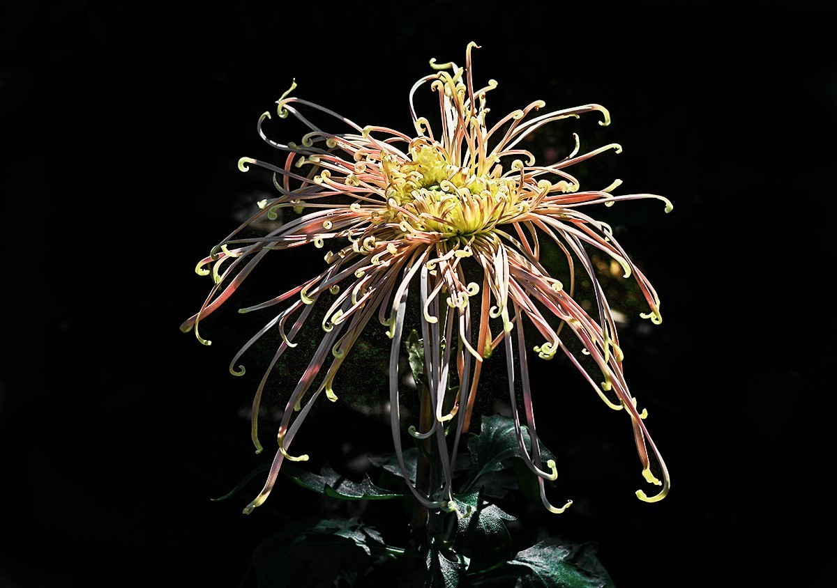 浩气存黄花，同心筑伟梦！