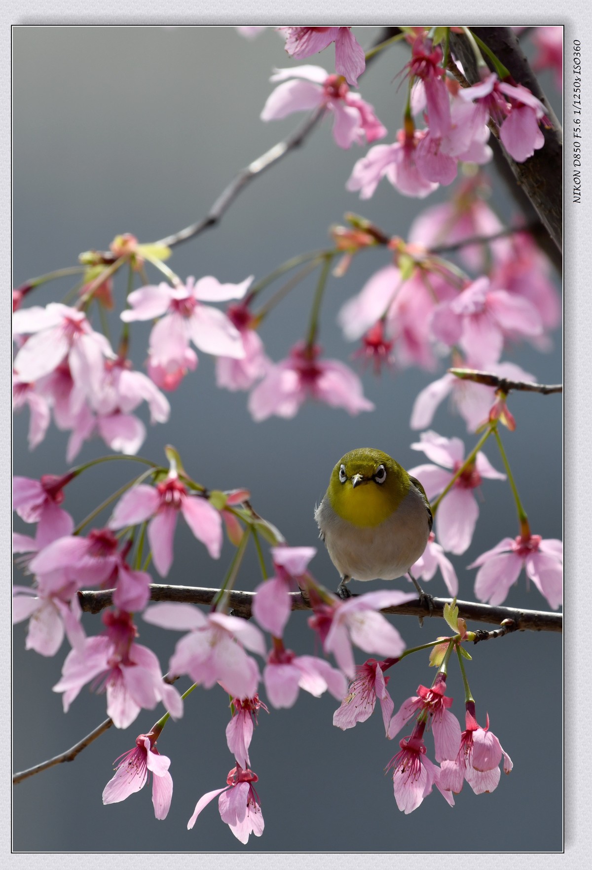 花鸟图（十二）