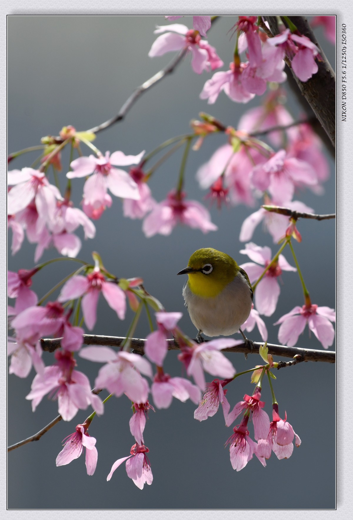 花鸟图（十二）