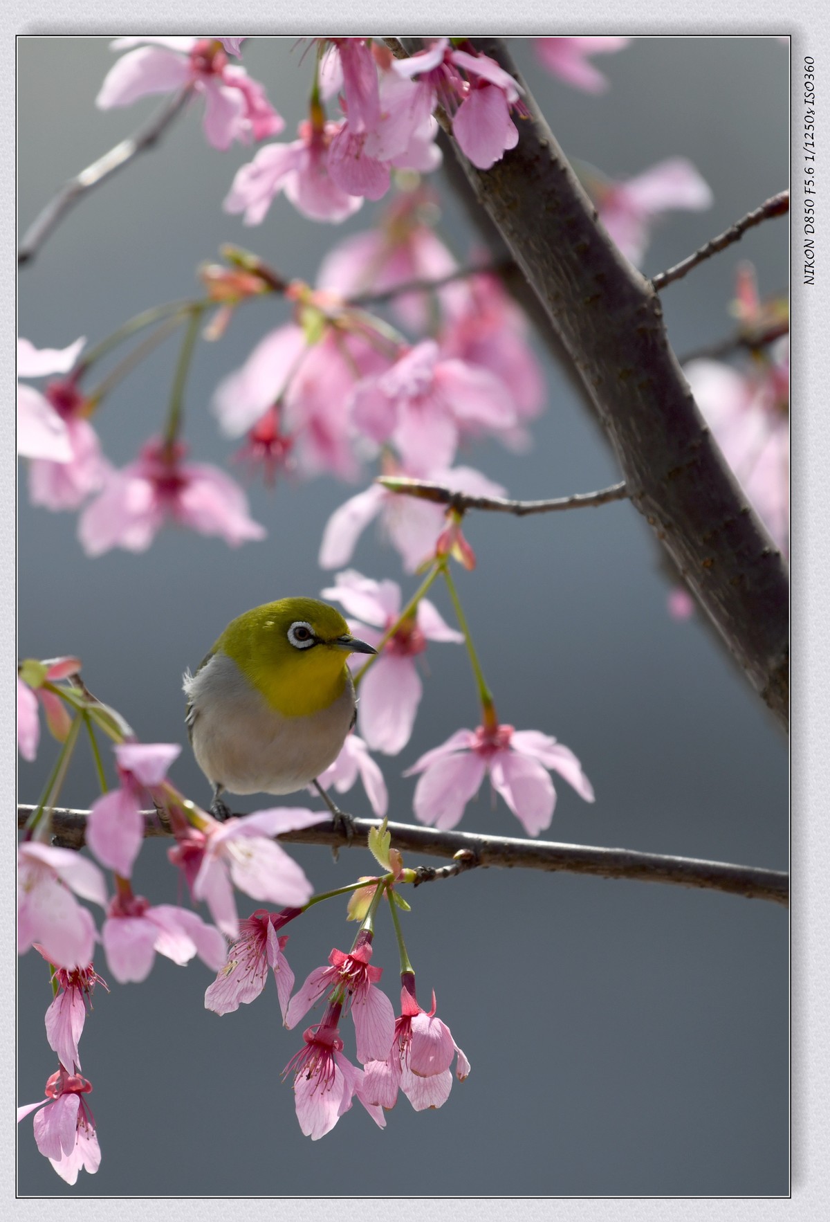 花鸟图（十二）