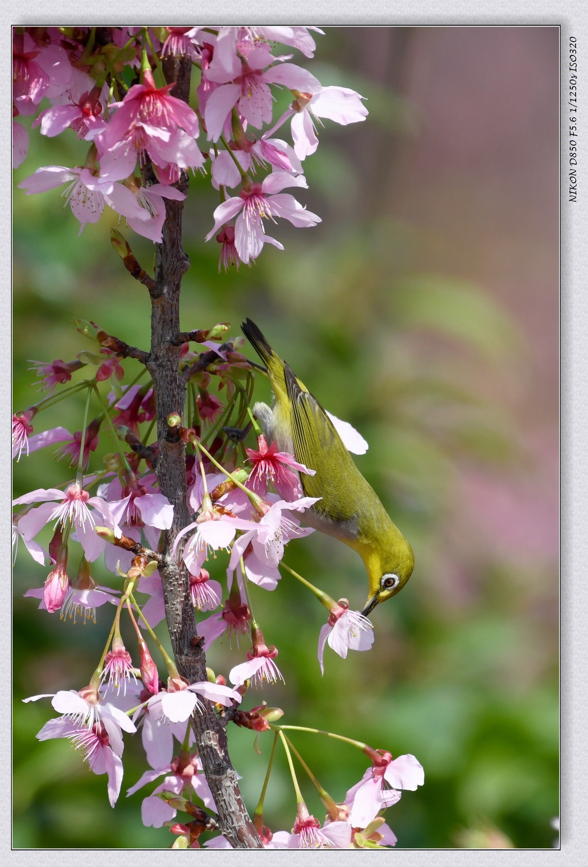 花鸟图（十二）