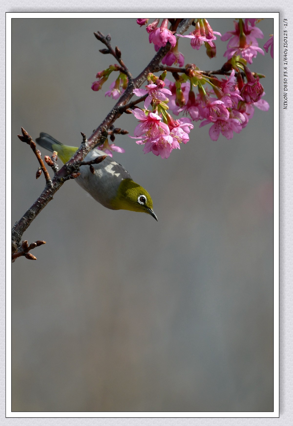 花鸟图（十二）