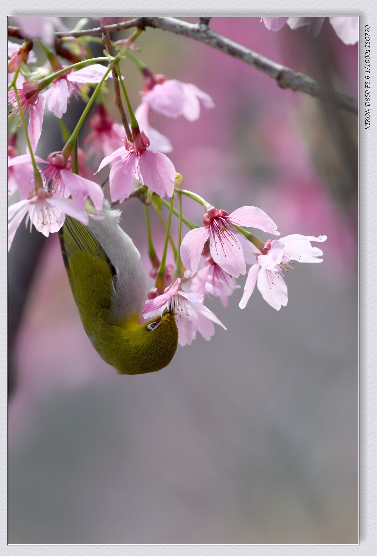 花鸟图（十二）