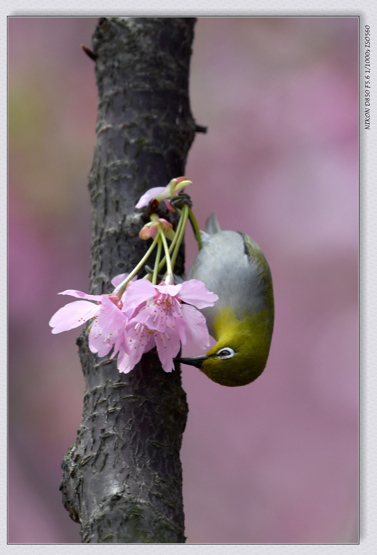 花鸟图（十二）