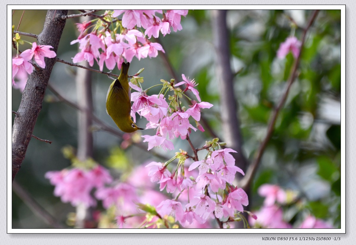 花鸟图（十一）