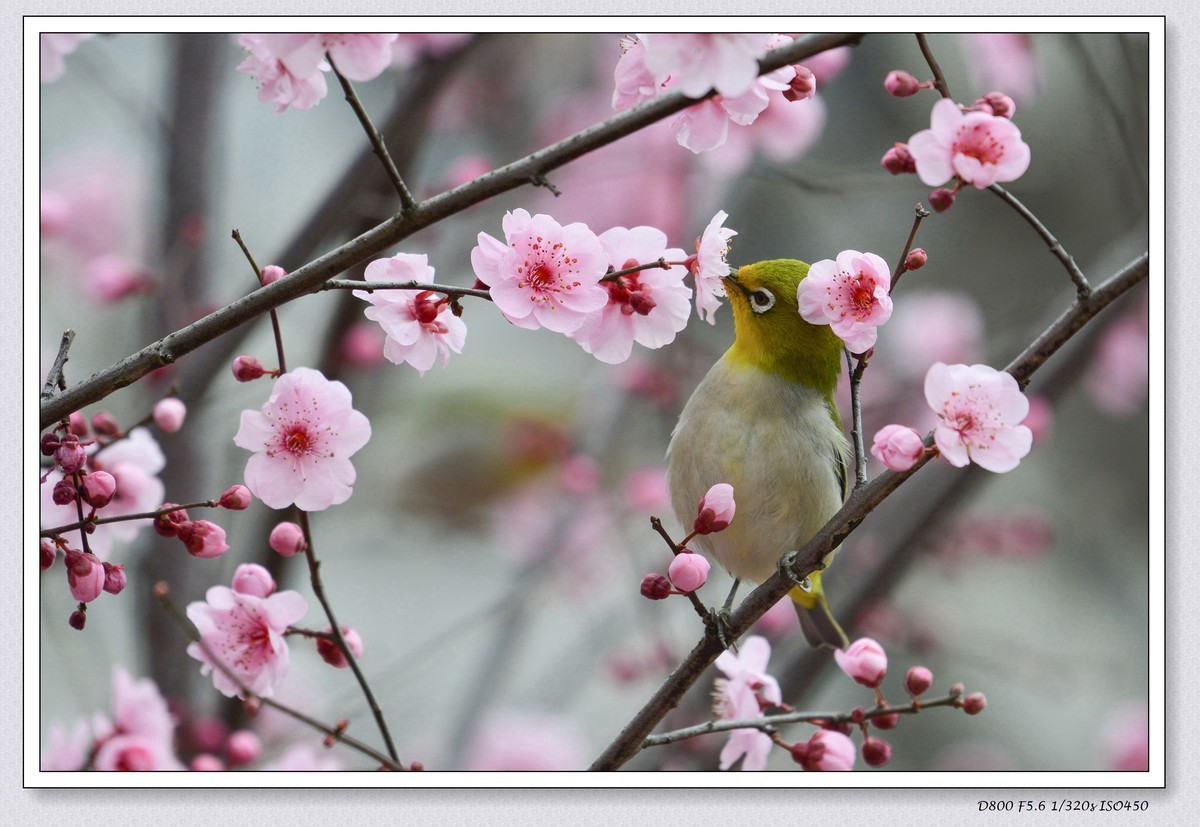 花鸟图（十一）