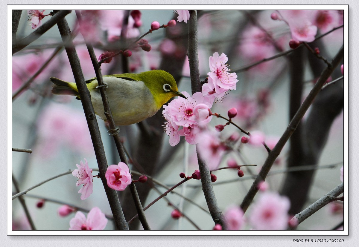 花鸟图（十一）