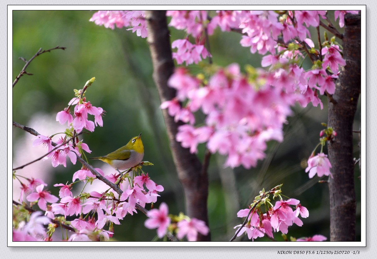 花鸟图（十一）