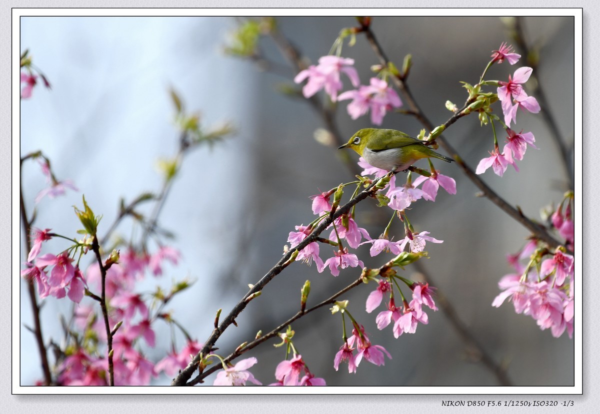花鸟图（十一）
