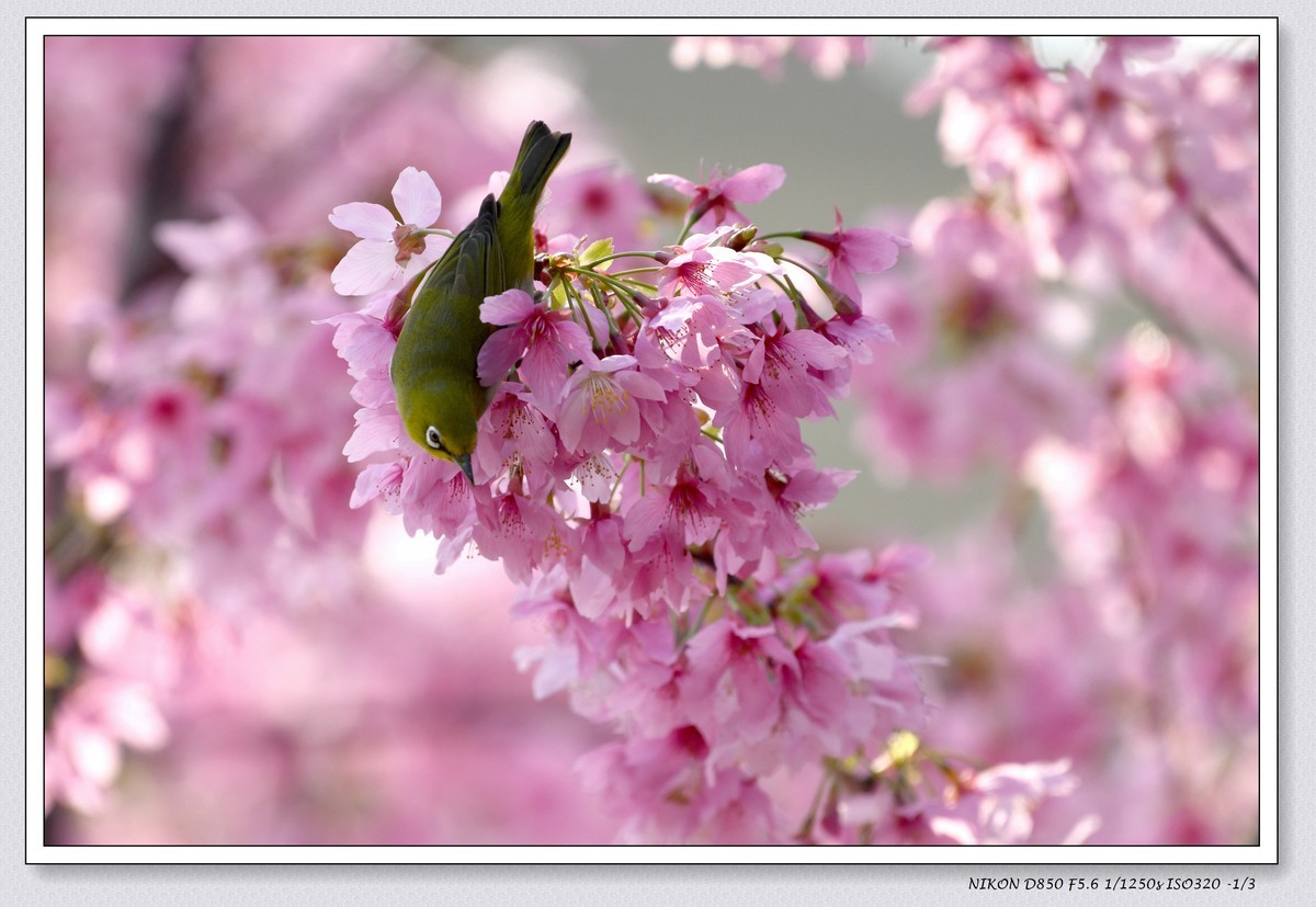 花鸟图（十一）