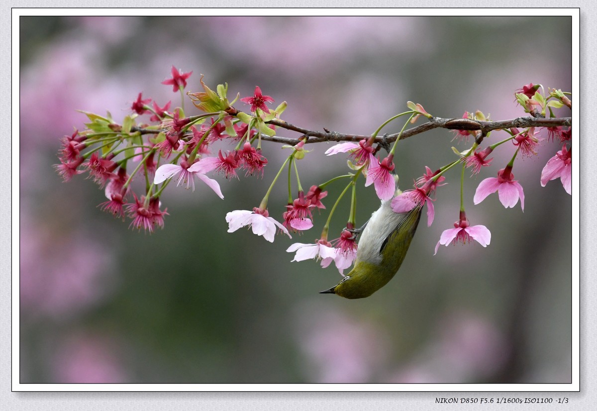 花鸟图（十一）