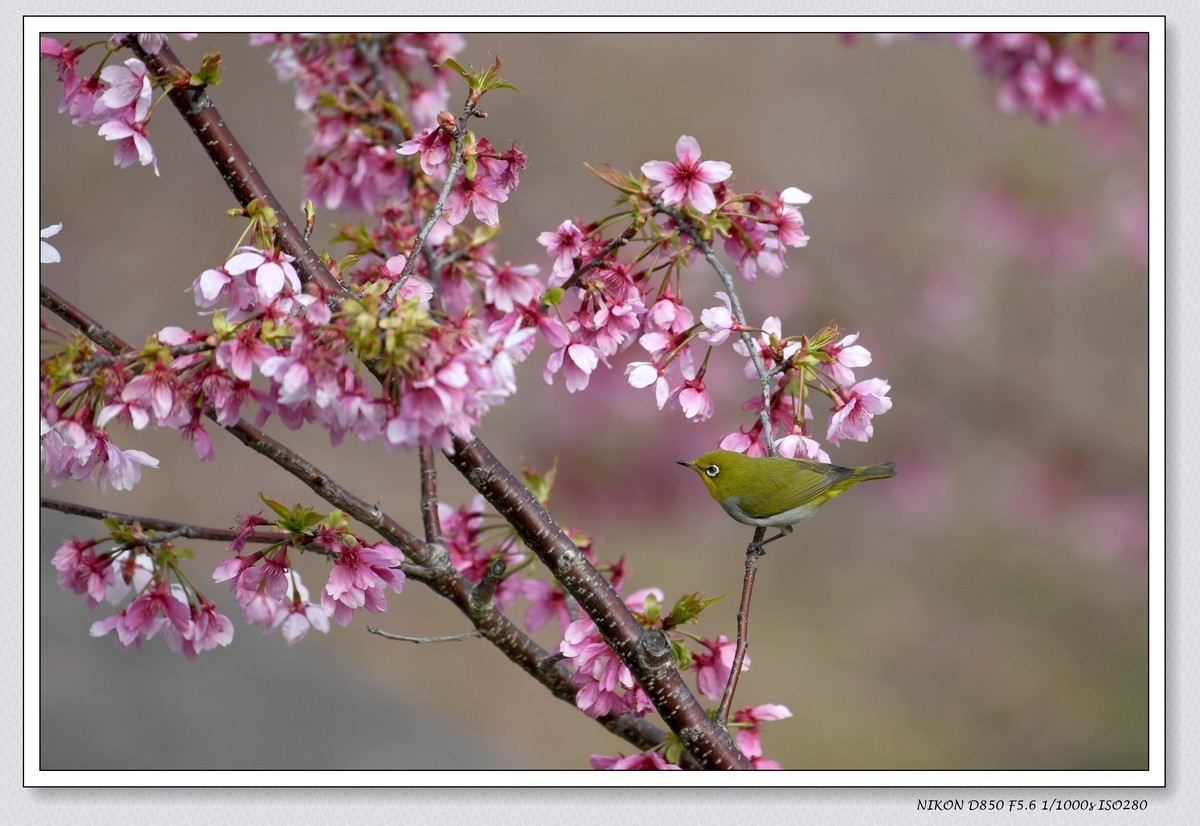 花鸟图（十一）