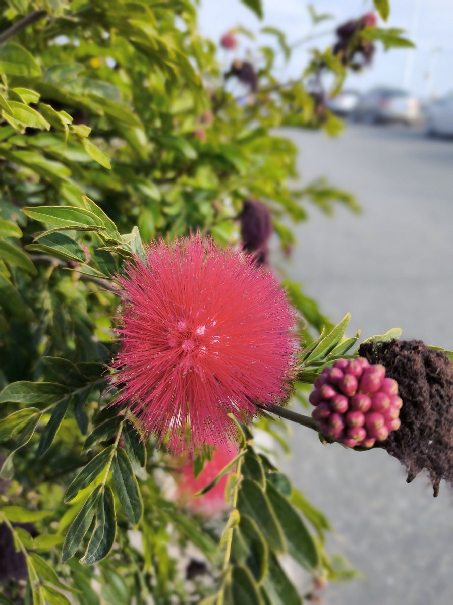 2025春节 广东行（61）黄旭华故里--田墘