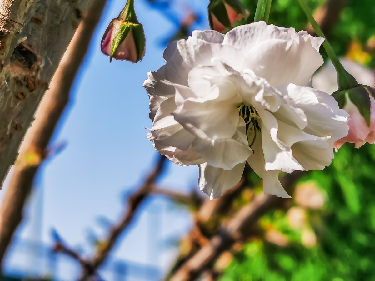 樱花