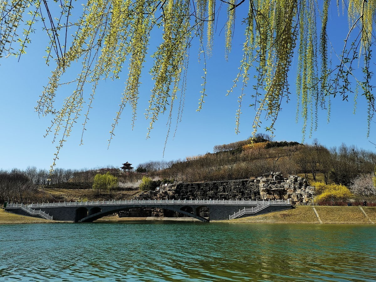 绿柳靓影(石家庄园博园)-中关村在线摄影论坛