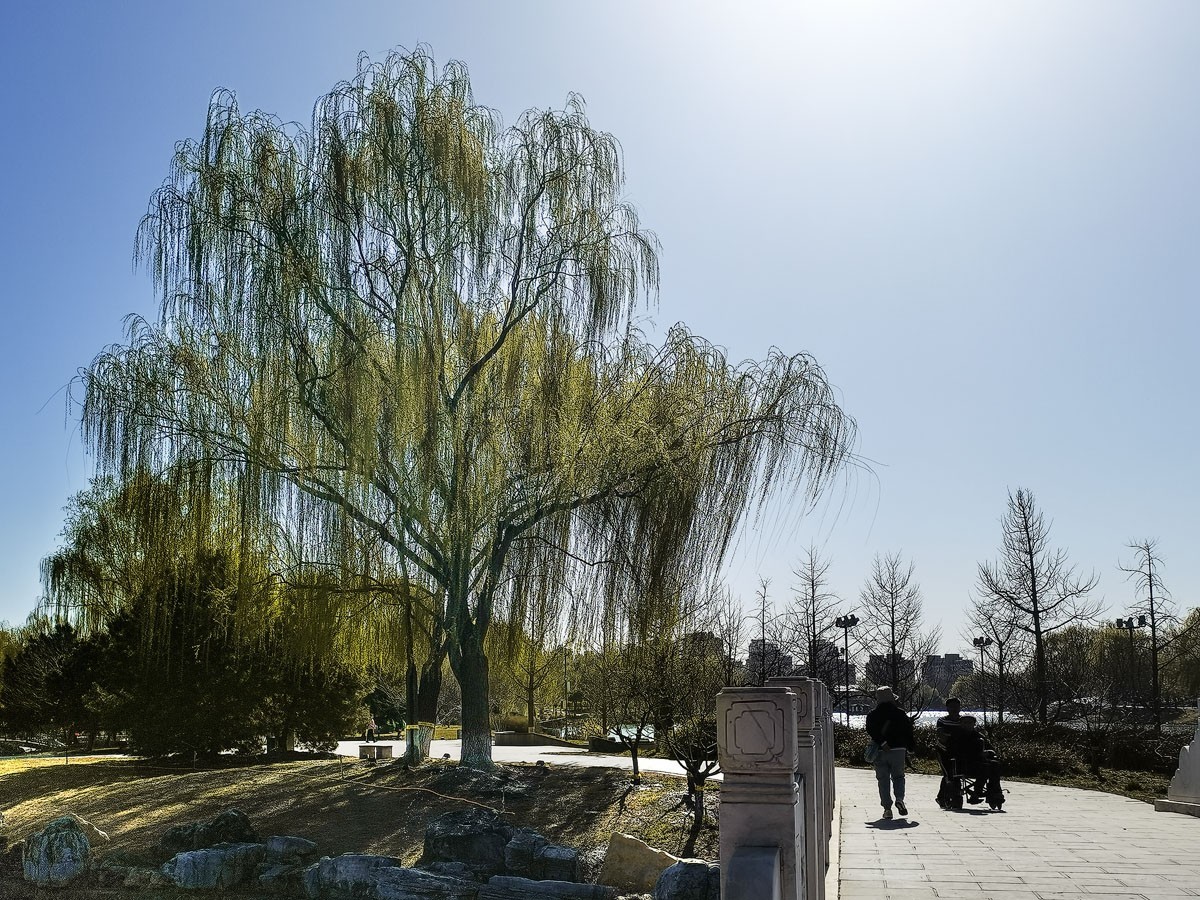 绿柳靓影(石家庄园博园)-中关村在线摄影论坛