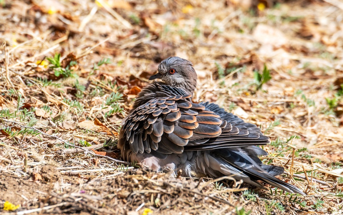 斑鸠晒太阳（四）