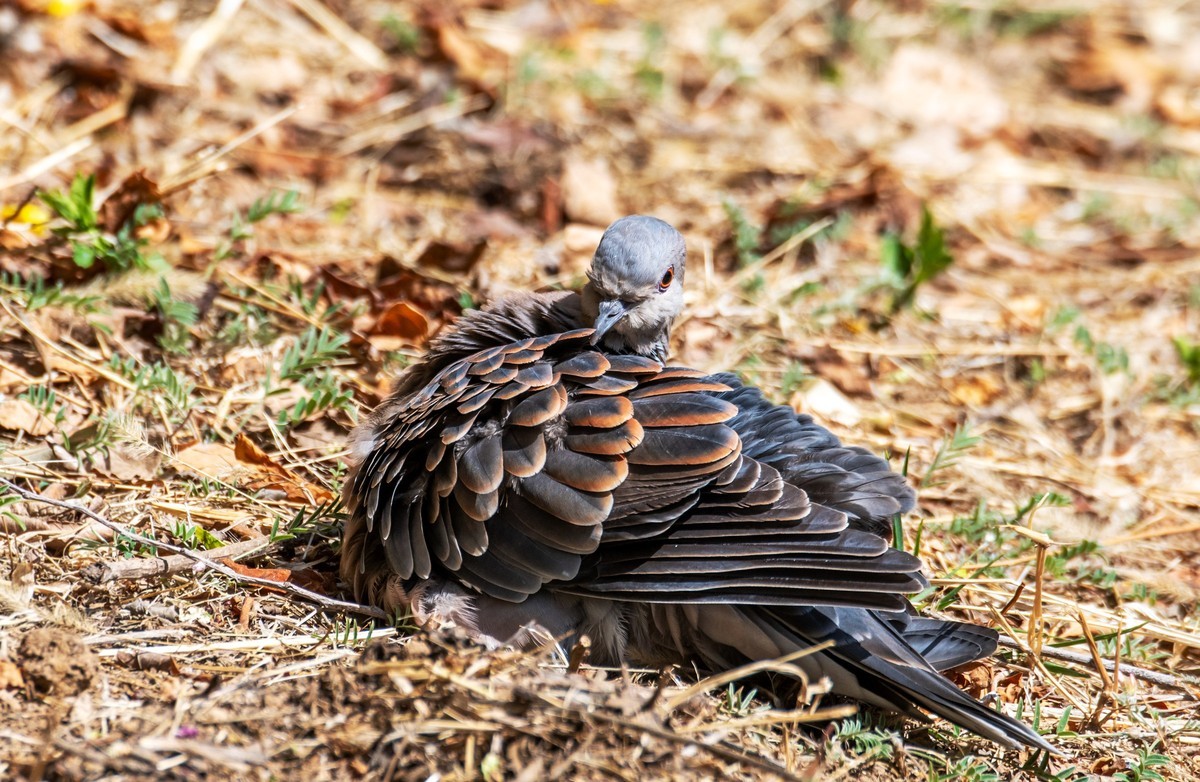 斑鸠晒太阳（四）