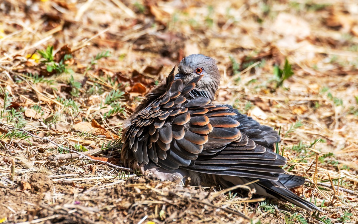 斑鸠晒太阳（四）