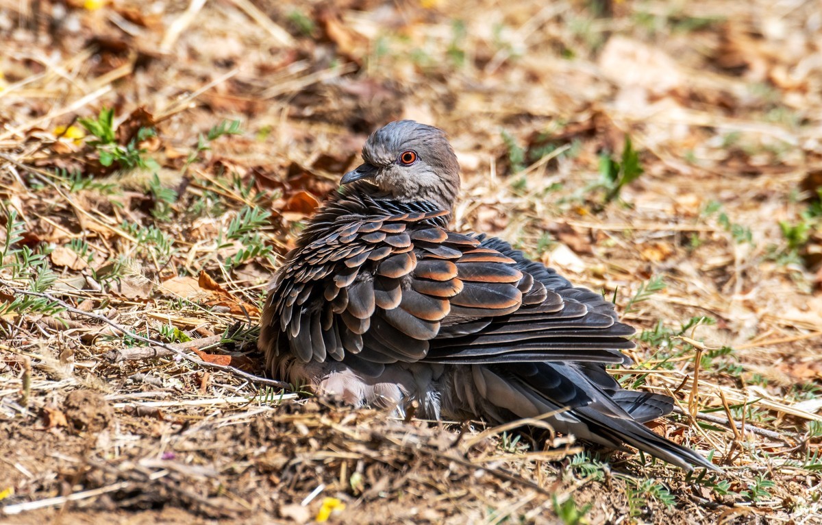 斑鸠晒太阳（四）